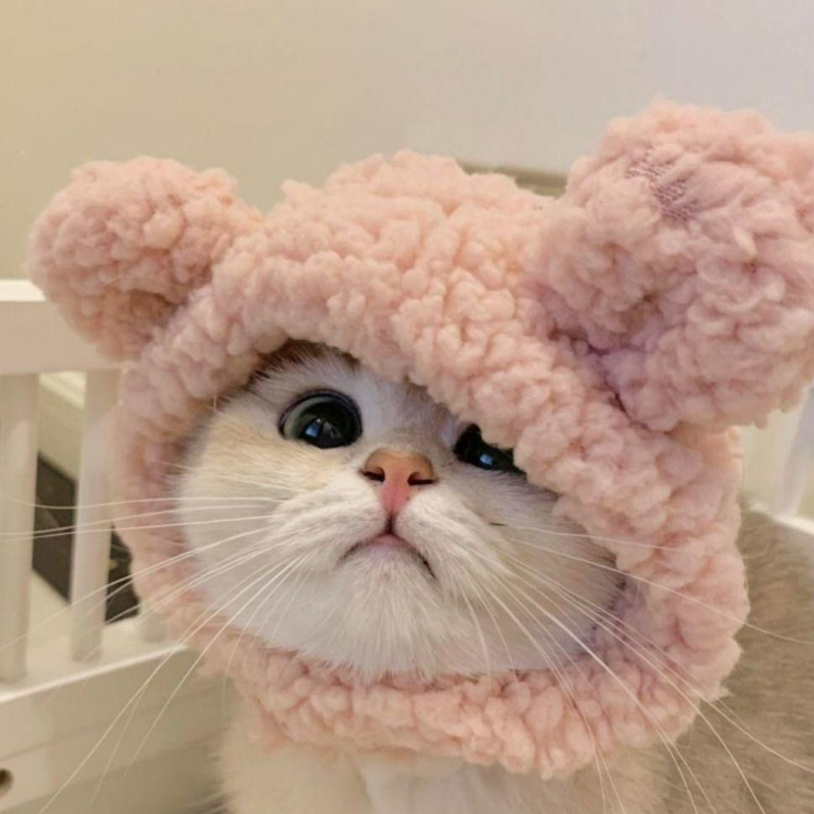 قبعة حيوانات اليفة فرو