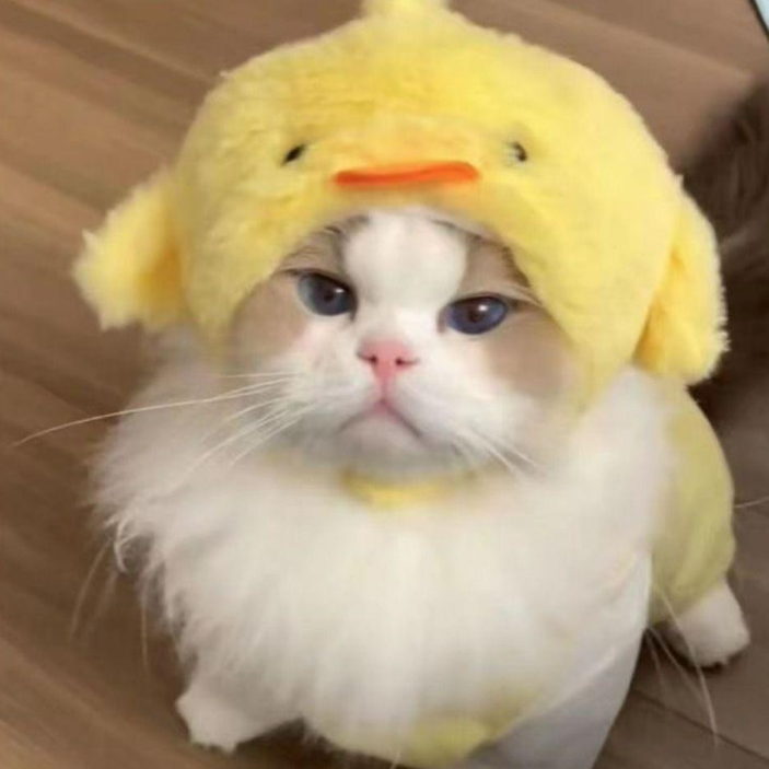 قبعة حيوانات اليفة فرو