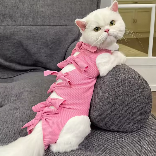 فستان الفيونكة للقطط